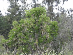 Phytolacca dioica