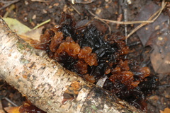 Phaeotremella