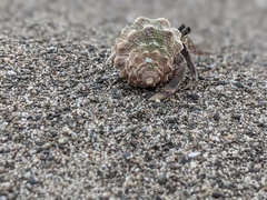 Coenobita