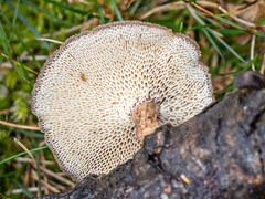 Lentinus arcularius