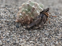 Coenobita