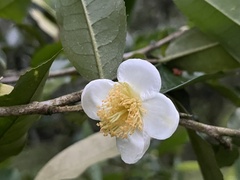 Camellia sinensis assamica