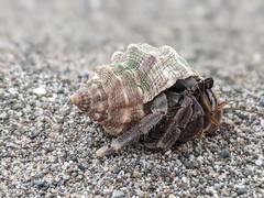 Coenobita