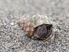 Coenobita