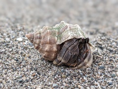 Coenobita