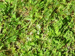 Cerastium glomeratum