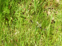 Poa bulbosa
