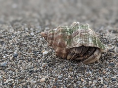 Coenobita
