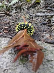 Leucanella viridescens