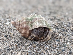 Coenobita