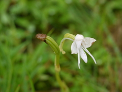 Habenaria grandifloriformis