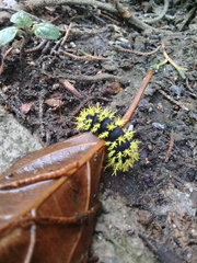 Leucanella viridescens