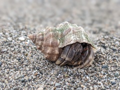 Coenobita