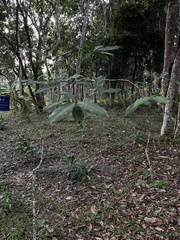 Rauvolfia verticillata