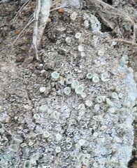 Cladonia chlorophaea