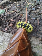 Leucanella viridescens
