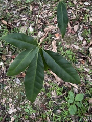 Rauvolfia verticillata