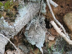 Cladonia chlorophaea