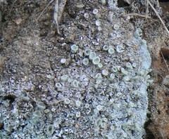 Cladonia chlorophaea