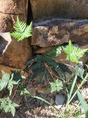 Notholaena standleyi