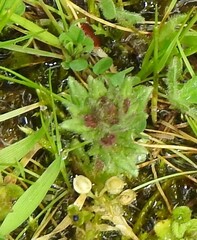 Parentucellia latifolia