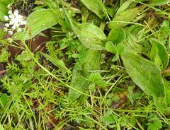 Plantago lagopus
