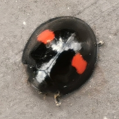 Chilocorus renipustulatus