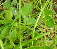 Trifolium subterraneum