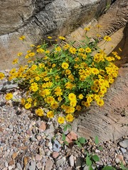 Heliopsis parvifolia