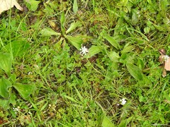 Parentucellia latifolia