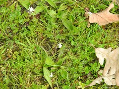 Trifolium subterraneum