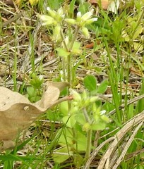 Cerastium glomeratum