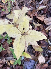 Lysimachia quadrifolia