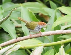 Orthotomus atrogularis