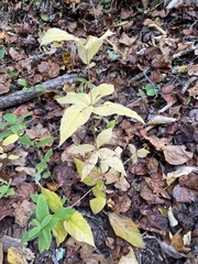 Lysimachia quadrifolia