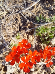 Glandularia peruviana