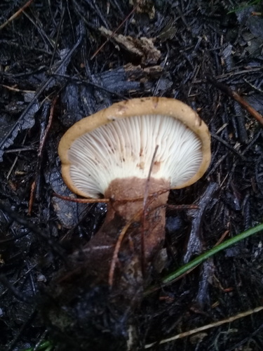 Tapinellaceae image