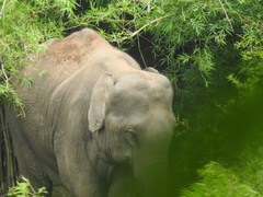 Elephas maximus indicus