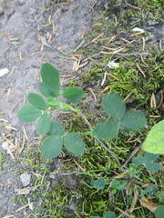 Medicago lupulina