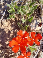 Glandularia peruviana