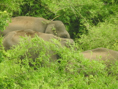 Elephas maximus indicus