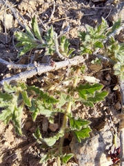 Glandularia peruviana