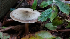 Rhodocollybia butyracea