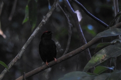 Chiroxiphia pareola