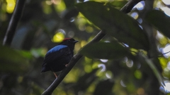 Chiroxiphia pareola
