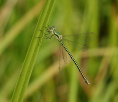 Lestes virens vestalis