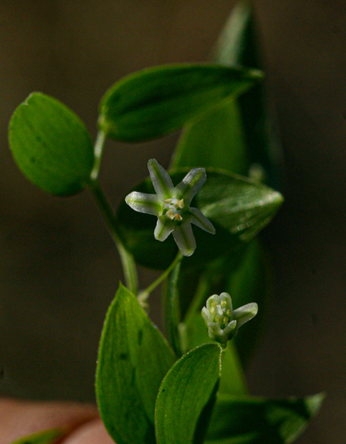 Asparagus asparagoides image