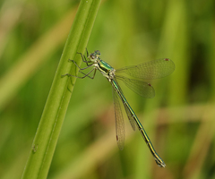 Lestes virens vestalis