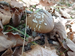 Amanita pantherina