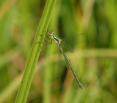 Lestes virens vestalis